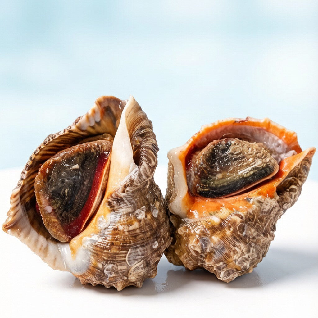Two whole sea conch shells held in hand showing the meat
