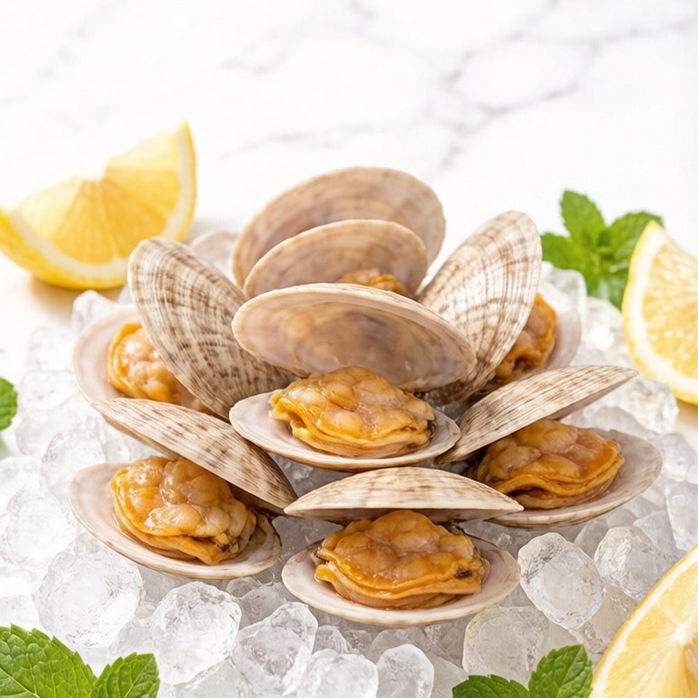Thin-Shell Coquina Clam